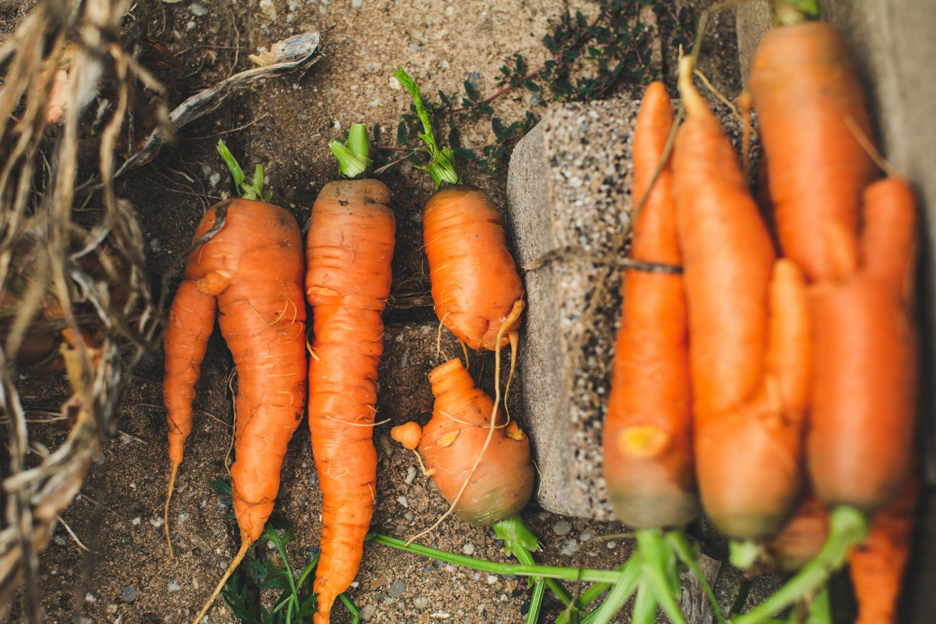 Carrots for Infants