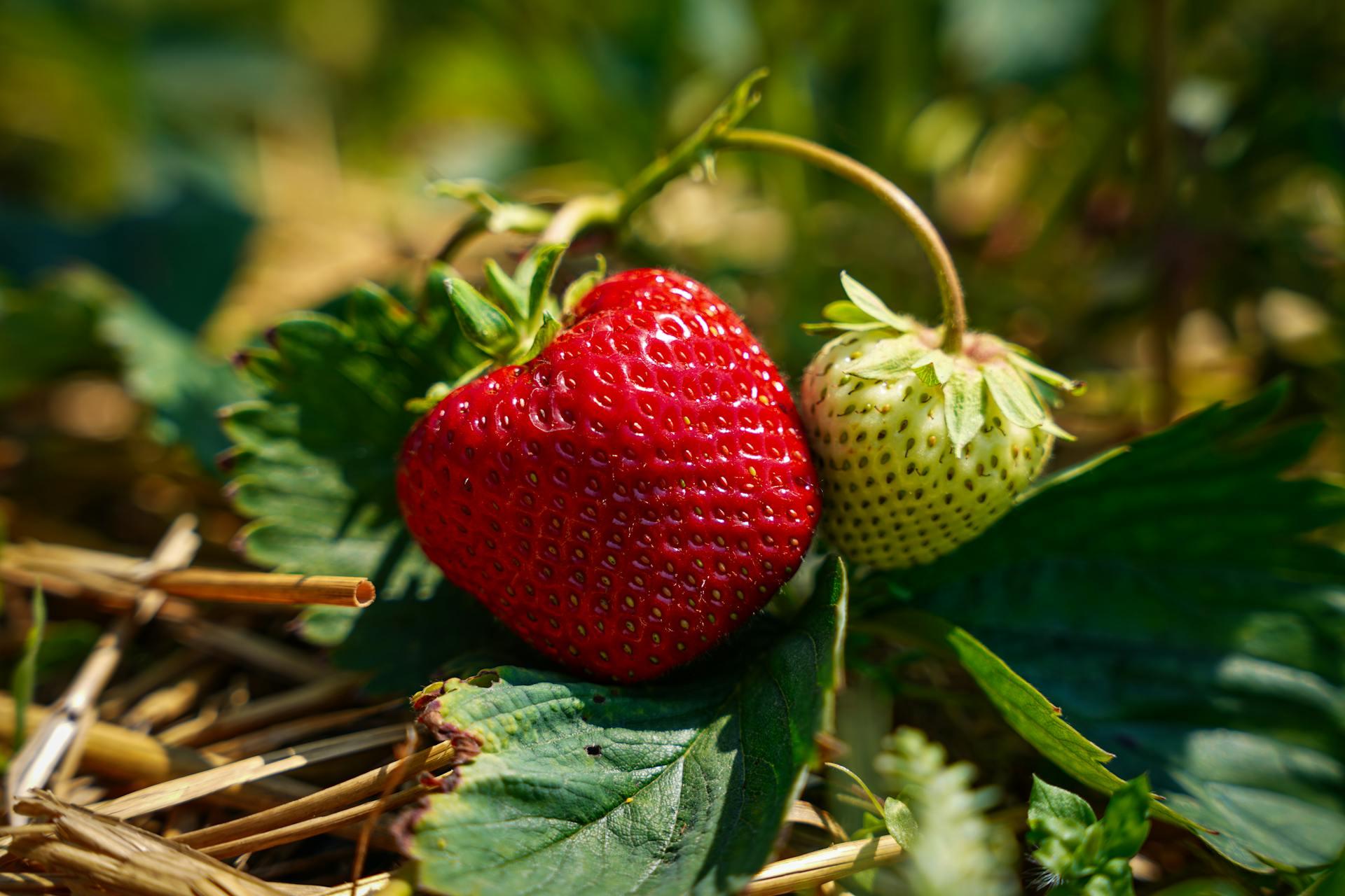 Strawberries for Babies: Are They a Choking Hazard or a Superfood?